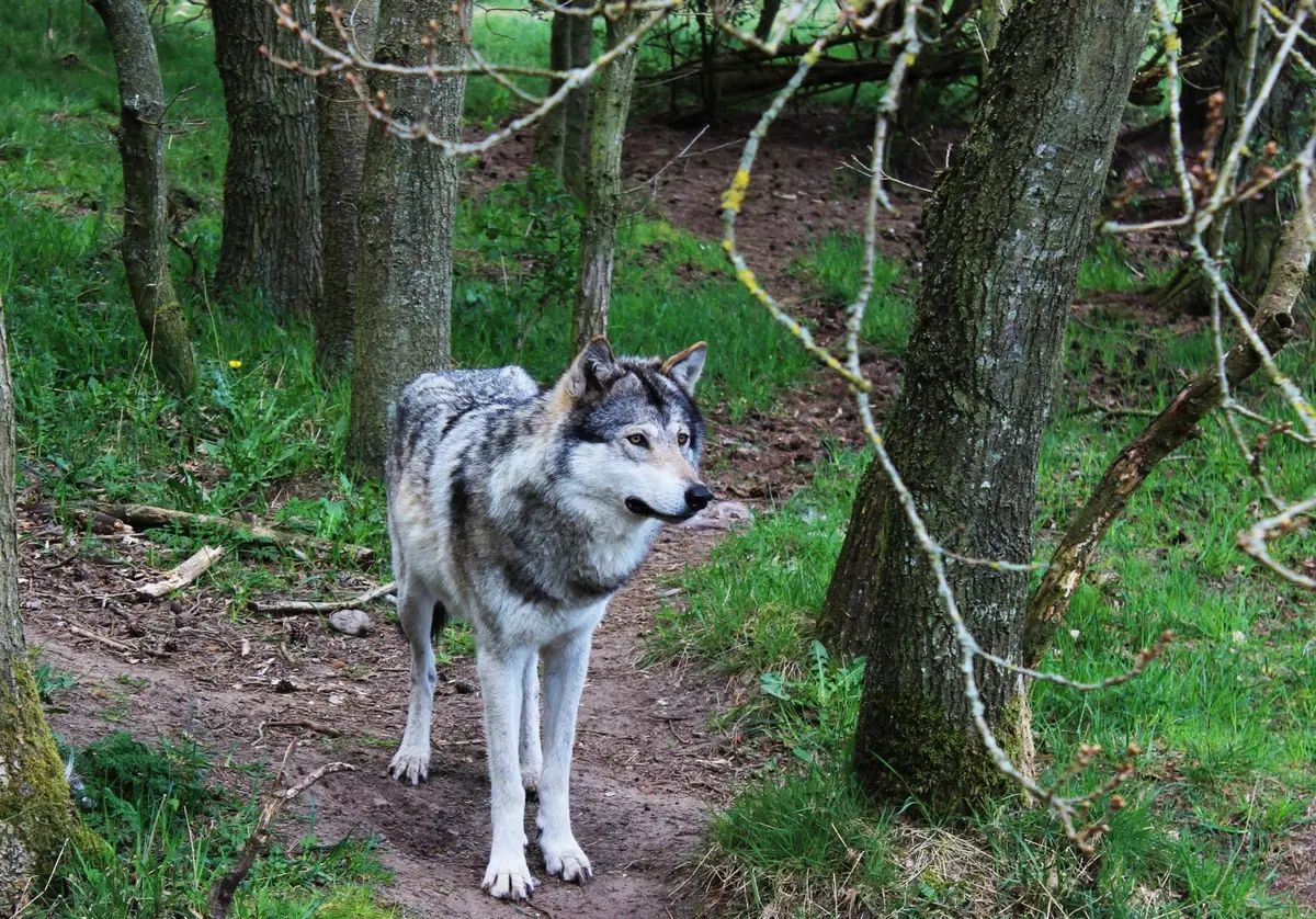 Ulv i Danmark i en skov